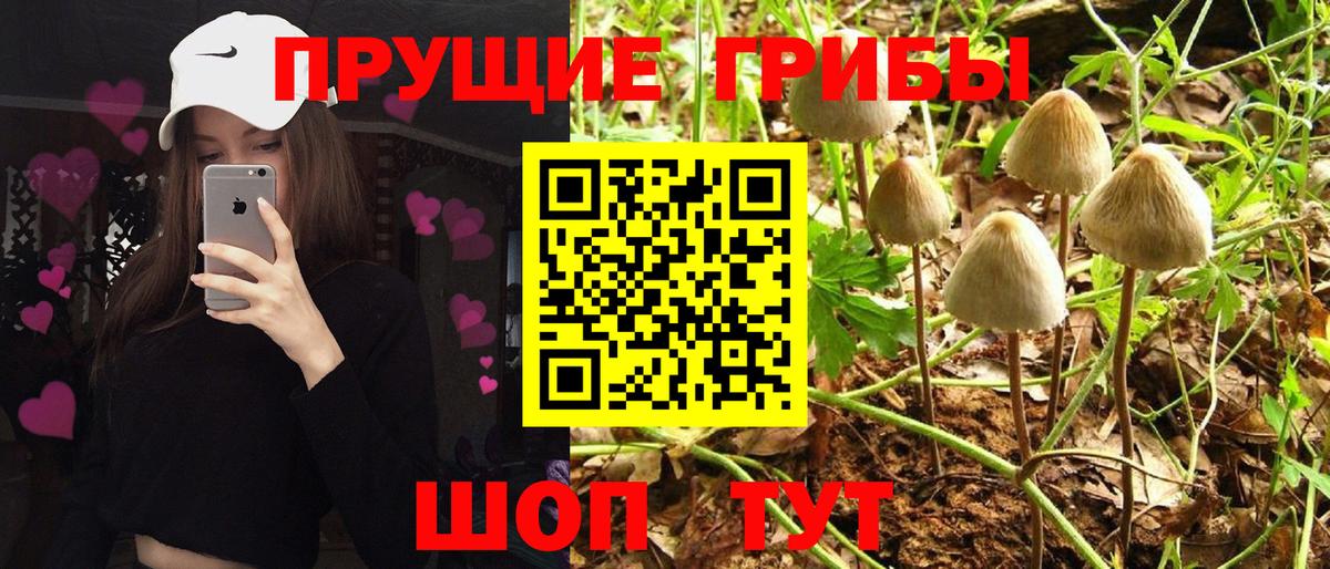 Псилоцибиновые грибы Cubensis  наркошоп  Заинск  Вход с VPN 